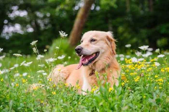 Dog owners warned to avoid two common 'toxic' plants in garden as five are deemed 'safe'