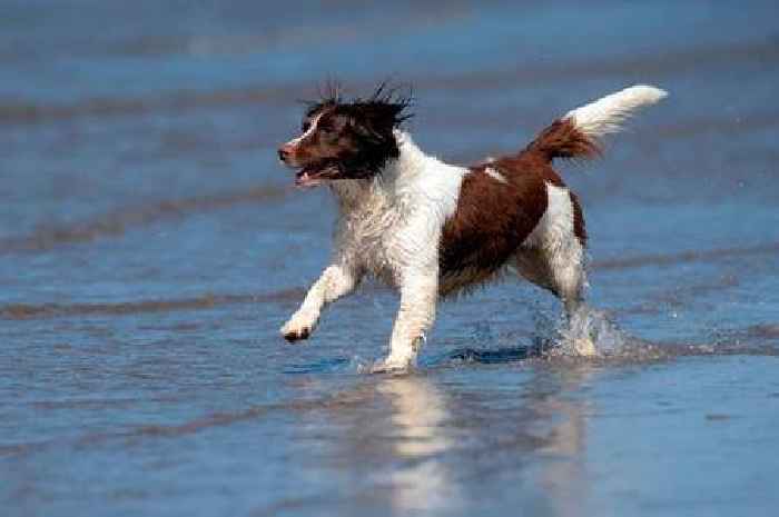 'I'm a pet expert - this is one thing you must do to help your dog in heatwave'