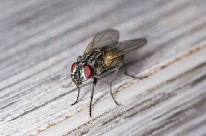 Flies will stay out of homes if you follow this 52p kitchen food hack