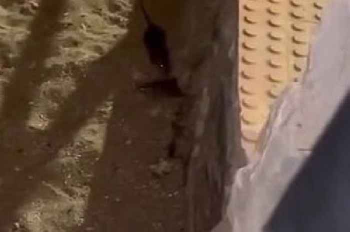 Holiday horror as rats the size of cats filmed on popular Spanish beach