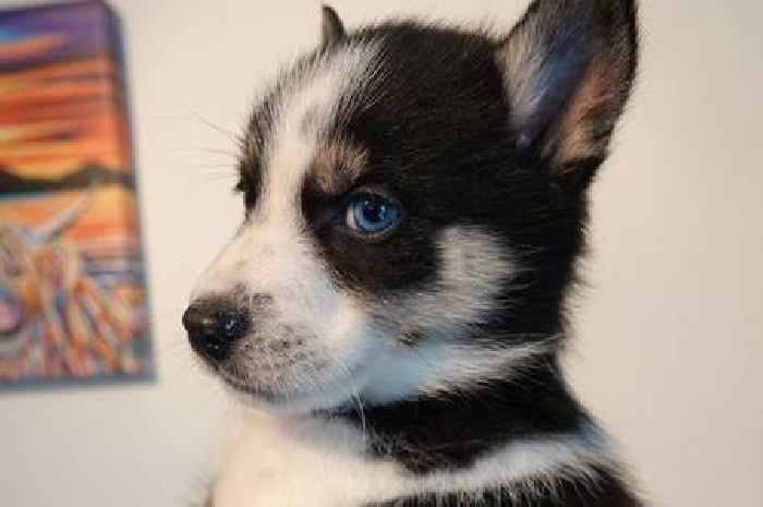 Work together to end evil trade as off-duty cop brings down puppy farm