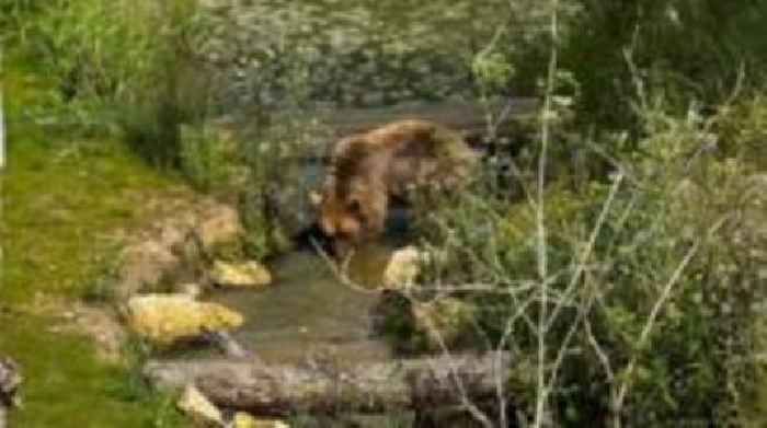 Bears released into new home after rescue