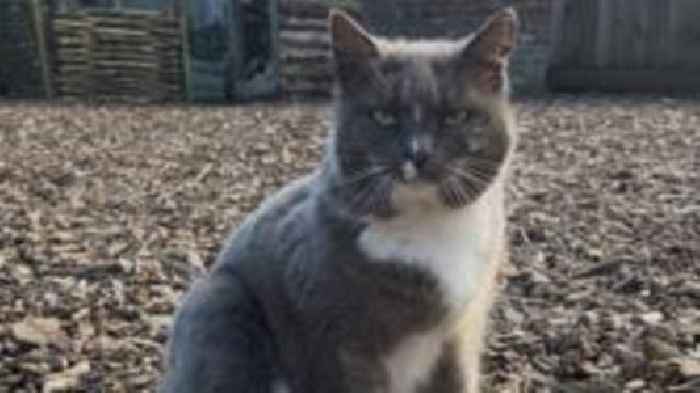 Much-loved museum cat's fans pay for her surgery