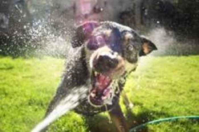 Hot dogs and cool cats – advice for pet owners
