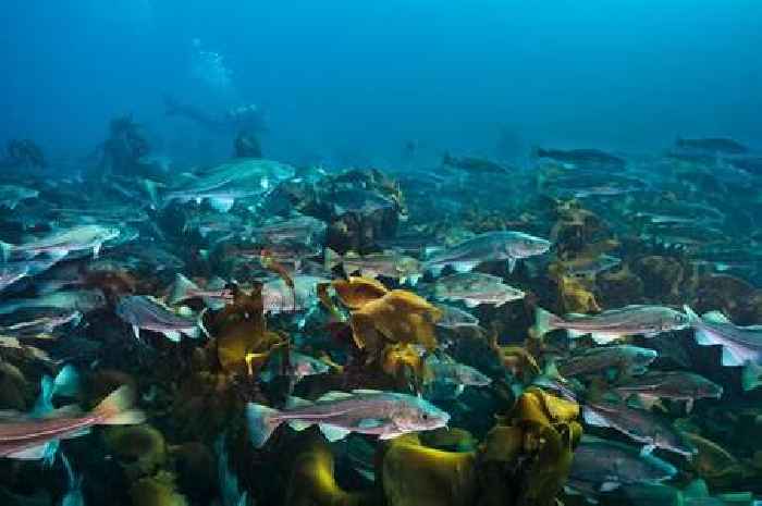 Cod and eels help fight climate change
