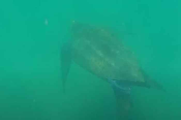 Rare leatherback turtle filmed swimming off Devon coast