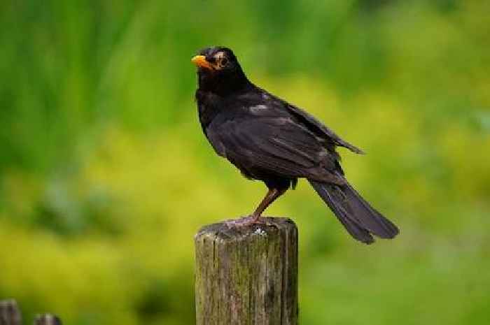 'Take action' if you've got blackbirds in your garden