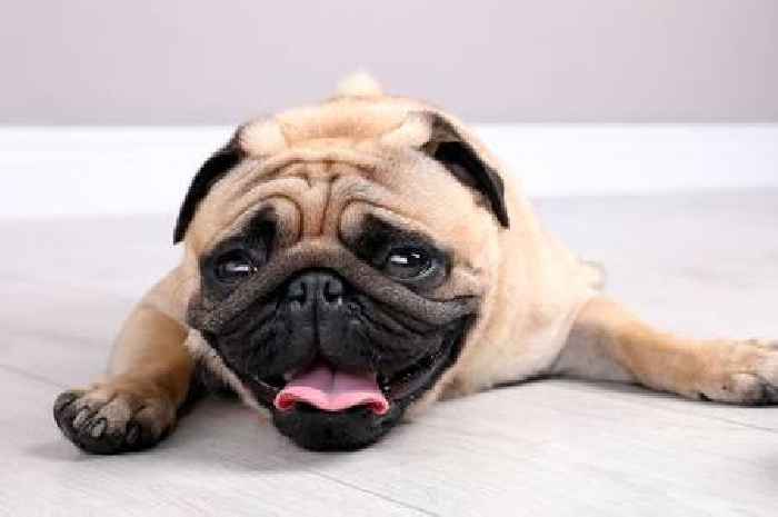 Four signs your dog could be suffering heatstroke as UK braces for 34C heatwave