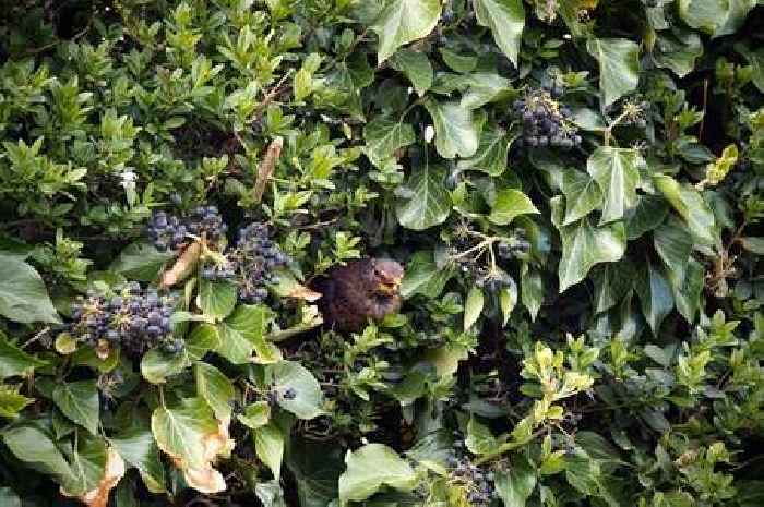 Everyone with blackbirds in their garden asked to take urgent action