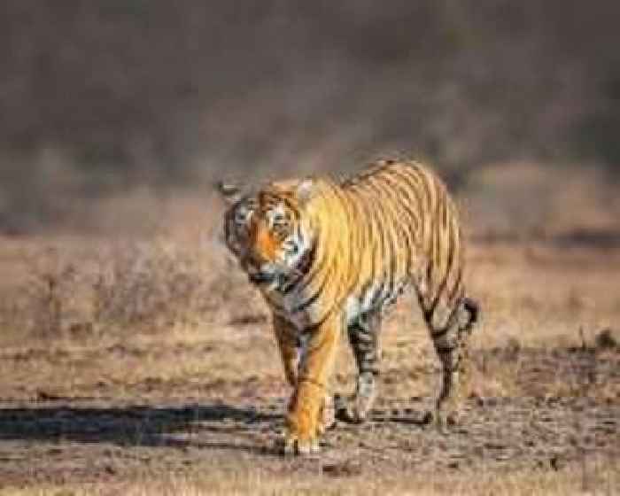Thailand credits prey releases for 'extraordinary' tiger recovery