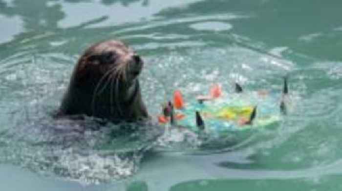 How do zoo animals keep cool in a heatwave?