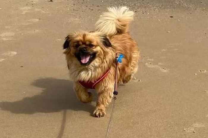 Adorable dog named after TV character seeks new owner he can obsess over