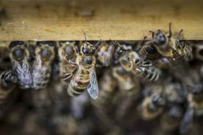 News24 | How robotic hives and AI are lowering the risk of bee colony collapse