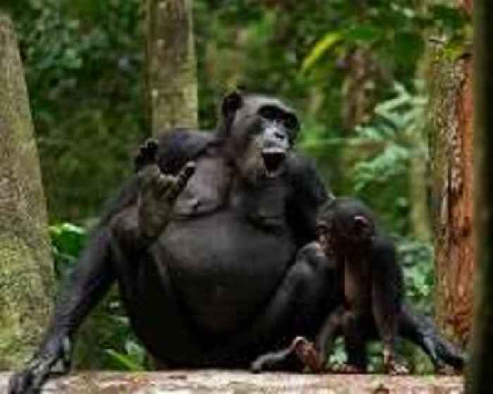 Deforestation in S.Leone national park threatens chimps, humans alike