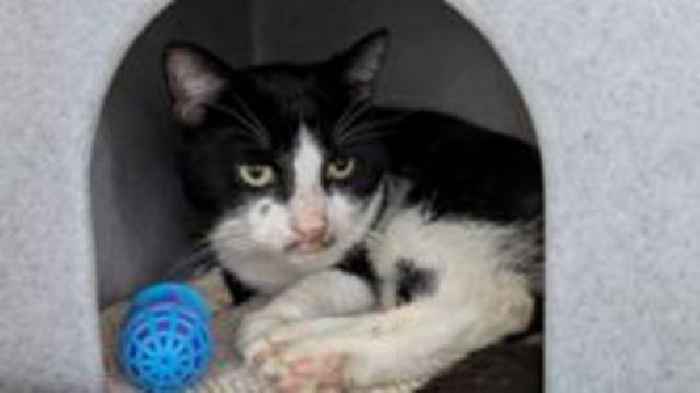 'Hero' teen rescues cat from gang attack