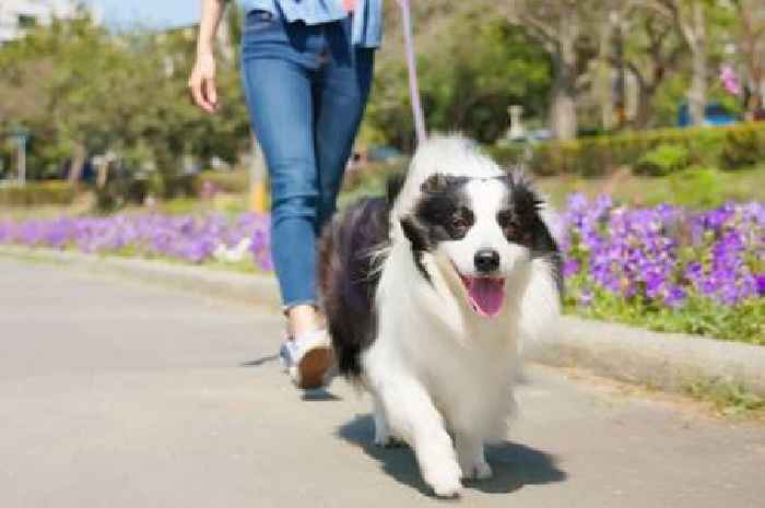 'Seven second rule' shows if it's safe to walk your dog in hot weather