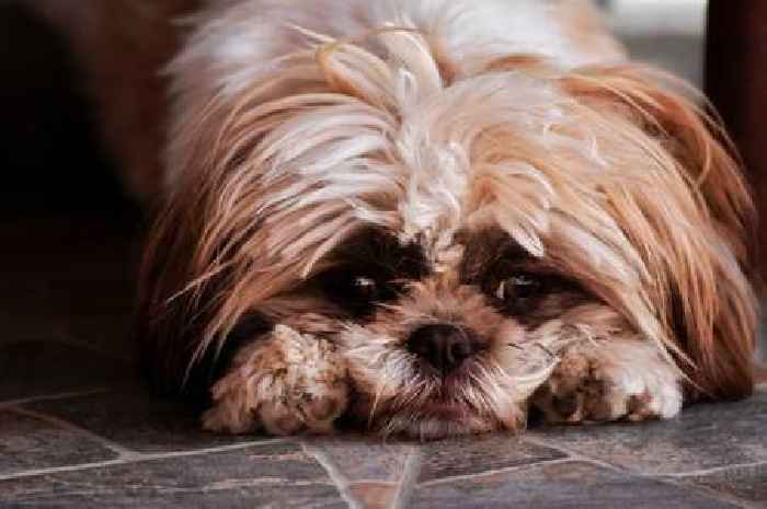 Pet owners 'forget' unexpected cost that 'can jump 10%'
