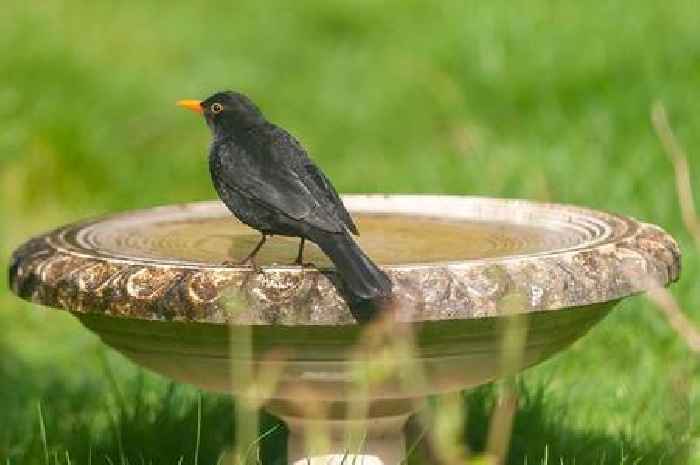 The growing concern over virus wiping away blackbird population