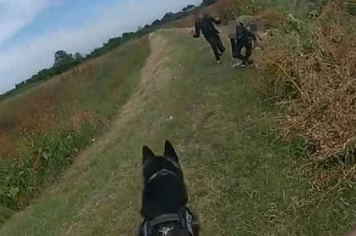 Essex police dog runs down three suspects after 'violent robbery'