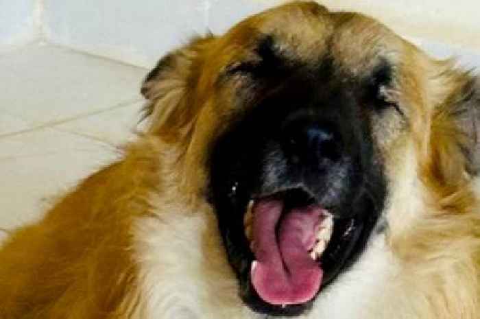 Blind dog who cries when he gets lost needs 'guide human' to take him in
