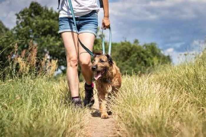 Easy 'seven second rule' to tell if it's safe to walk your dog in hot weather