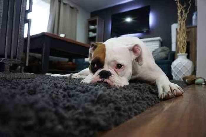 New pet owners face '10 per cent jump' in unexpected cost they 'forget'
