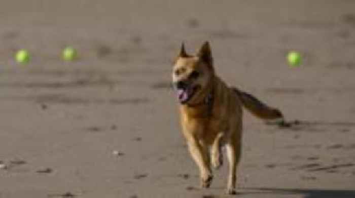 Dog toy exchange set up on beach in memory of pet