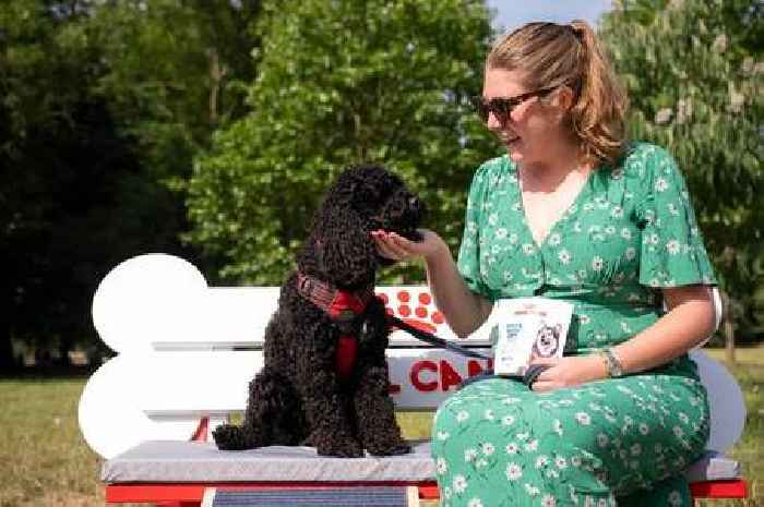 One in four dog owners struggle with caring for ageing pets, study reveals