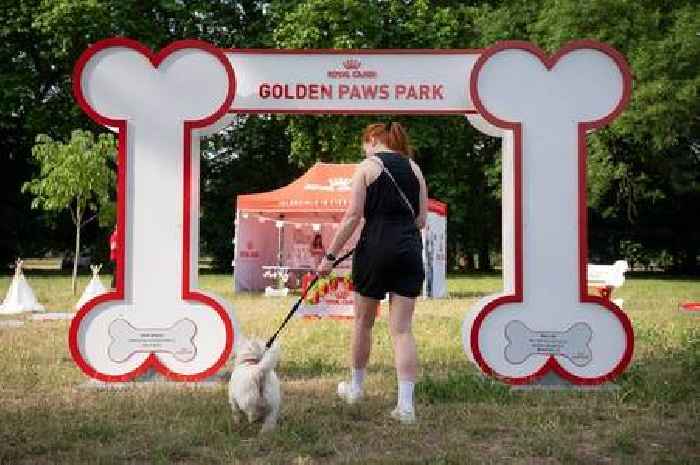 One in four dog owners admit looking after elderly pet is tougher than they thought