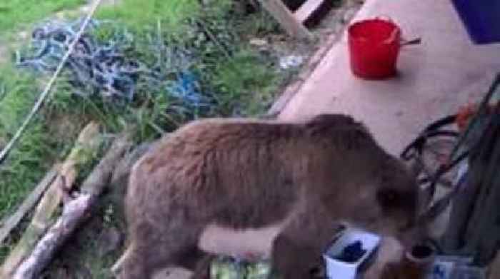 CCTV shows bears raiding supplies after enclosure escape