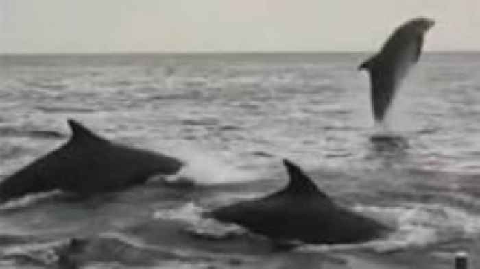 Dolphins entertain pleasure boat passengers