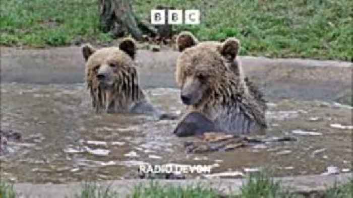 Bears escape, steal honey and return home!