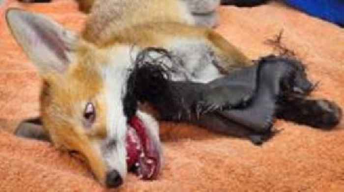 Tongue-tied fox gets wrapped up with washing cover