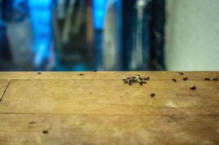 Homeowners urged to use simple natural cure to keep ants and flies away