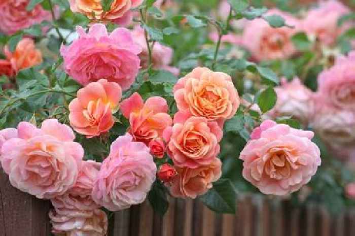Gardeners told to feed roses 'essential' natural fertiliser twice a month