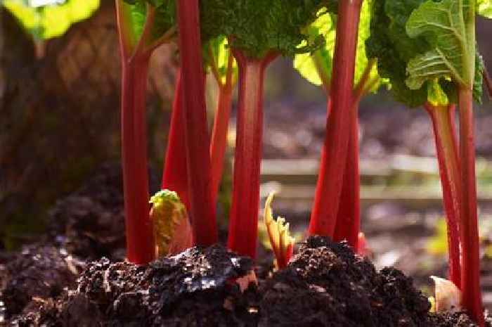 Gardening experts say adding one 'natural' item to rhubarb makes it taste sweeter
