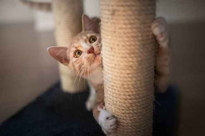 Cat behaviour expert shares key reason cats need scratching posts
