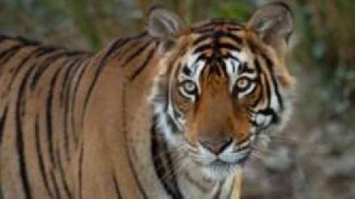 Remembering India's iconic crocodile-hunting tigress