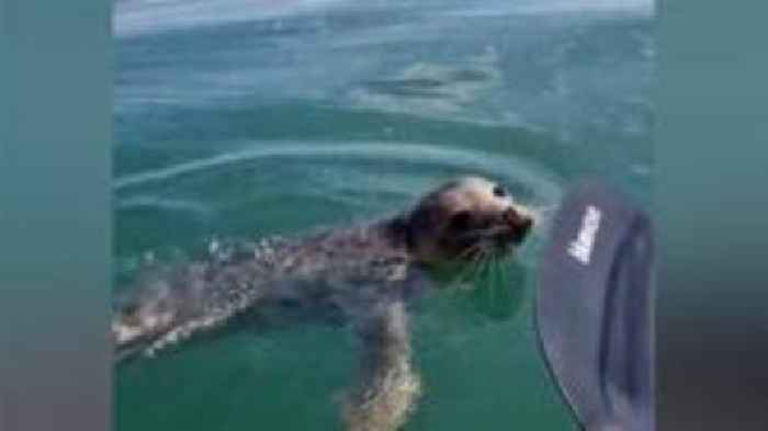 Seal of approval: Couple's magic mammal encounter