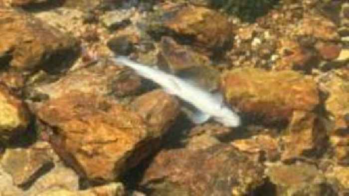 Pollution from treatment works killed thousands of fish