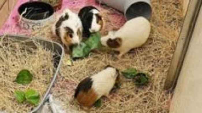 About 100 guinea pigs rescued from property