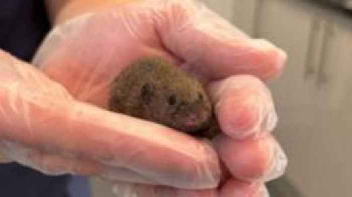 Headlines: Brave vole and boy's motorbike escorts