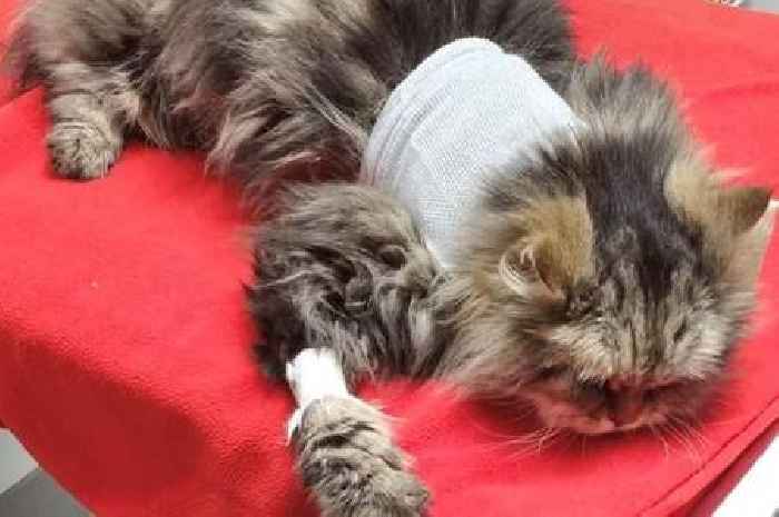 Warning to cat and dog owners over deadly toxins in 'medicine'
