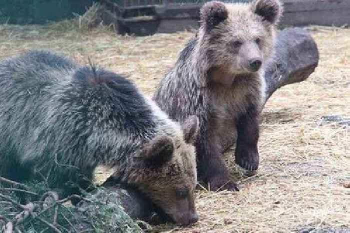 Mischievous sister bears escape at UK zoo and eat week's worth of honey as police called