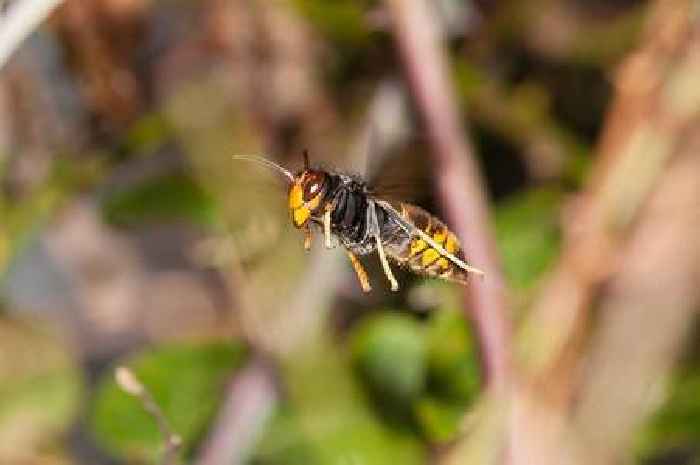 Record numbers of Asian hornets seen in Britain - see all sightings of 'highly aggressive predator' so far this year