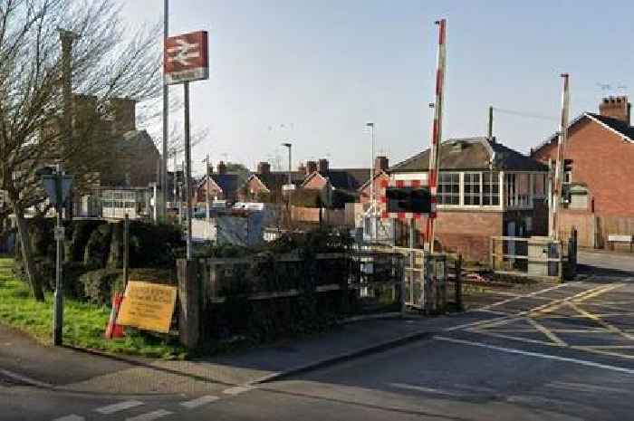 Live: Devon trains stopped as swans wander onto tracks