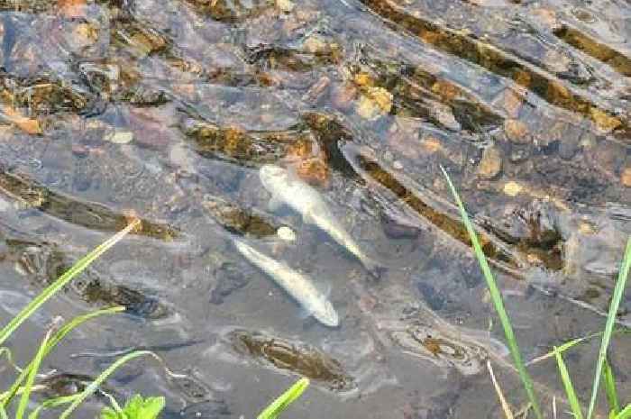 Fish-killing pollution caused by delivery to South West Water plant