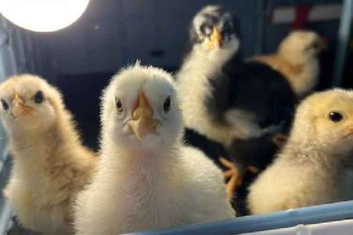 'Egg-citing' arrivals at Salvation Army Lifehouse in Grimsby as five cute chicks hatch