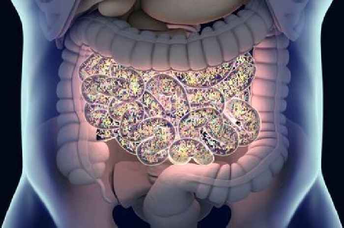 Scientists identify specific bacteria in your gut linked to multiple sclerosis
