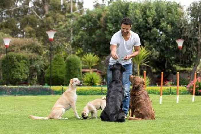 Dog trainer shares how to 'get more attention' from your pet and it's so easy